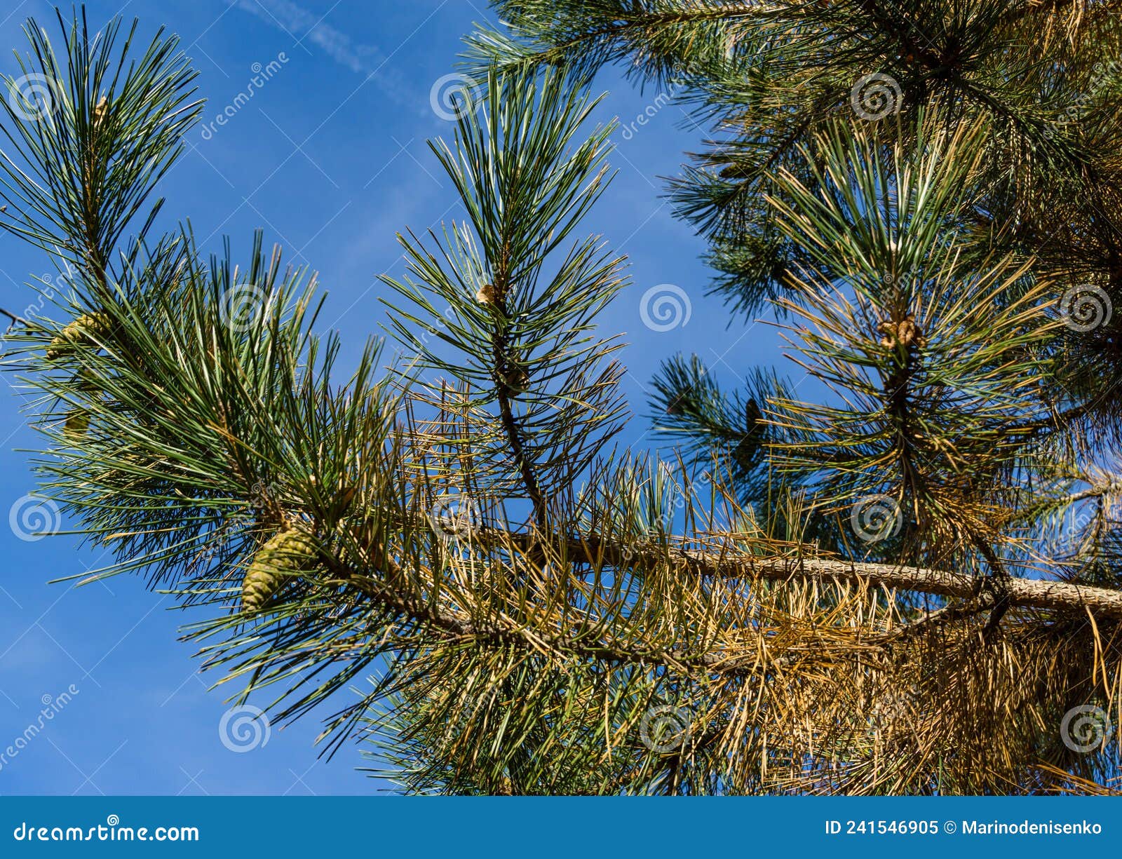 close-up of diseased needles austrian pine pinus Ã¢â¬ËnigraÃ¢â¬â¢ or black pine. dry needle, rust on needles change of color